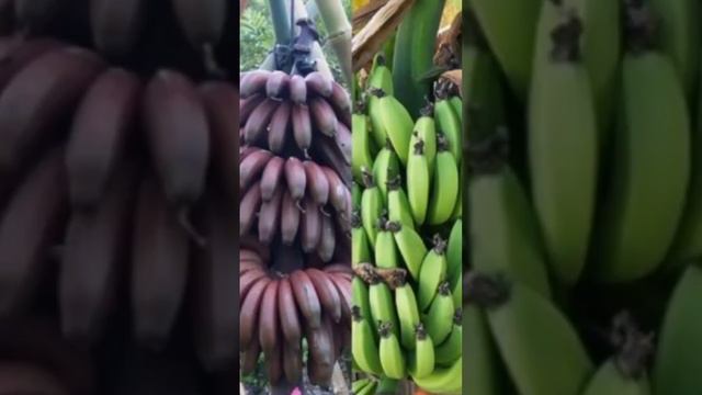 Интересные факты о бананах #вкуснополезно #интересныефакты