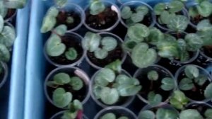 ЦИКЛАМЕН(Cyclamen). Первая перевалка сеянца, когда и в какой объём.
