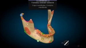 ВНЧС. Часть 1. Рост, развитие височно-нижнечелюстного сустава, старение