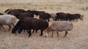 Казахская курдючая грубошерстная порода овец.