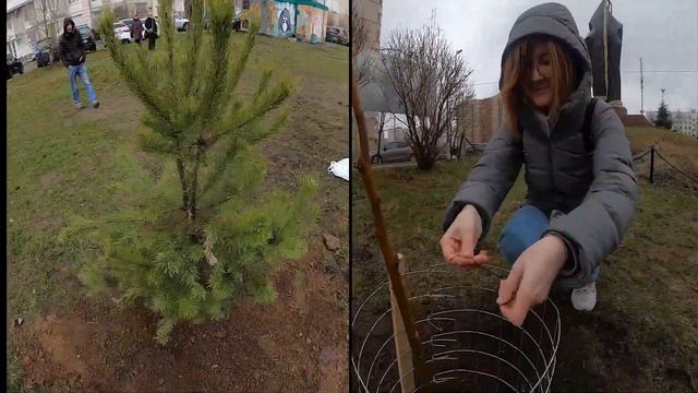 Москва. Кузьминки. Посадка новых деревьев. смотреть онлайн
