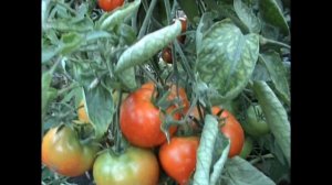 Гибрид 2 Тарасенко самый лучший сорт томатов