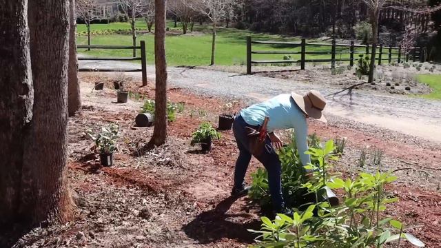 Planting a New Woodland Garden | Gardening with Creekside смотреть онлайн