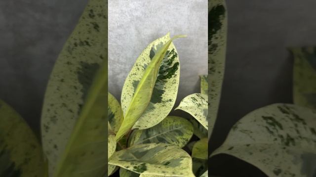 Комнатные цветы Фикус Шривериана смотреть онлайн