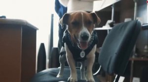 Hund Patron  - песня Пёс Патрон на немецком языке