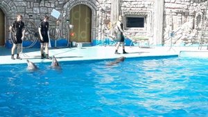 Адлер. Дельфинарий. Морской котик гуляет среди зрителей.