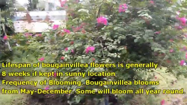 HOW MANY TIMES DO BOUGAINVILLEA BLOOM? смотреть онлайн