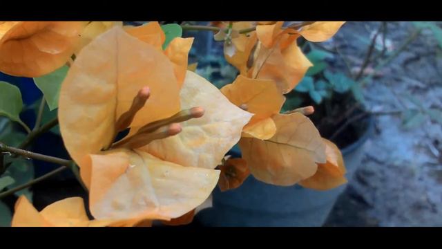 Sinematik bunga kertas √sinematic shortfilm смотреть онлайн