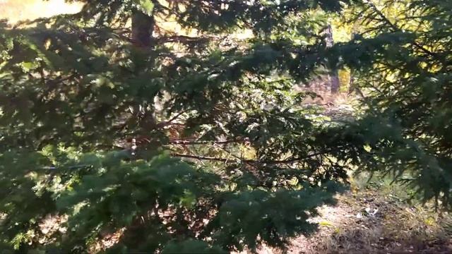 #Обзор#осенней#дачи#8#октября, к зиме готовлю гортензии, азалии. смотреть онлайн