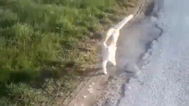 Кот сошел с ума! Угарный кот! Прикол, ржака, шок смотреть онлайн
