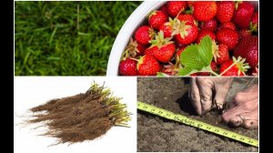 Как правильно сажать клубнику ФРИГО? Приспособление для посадки ФРИГО, без выкапывания ямок