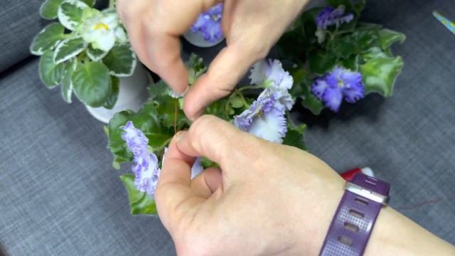 ОПЫЛЕНИЕ ФИАЛКИ. ЧАСТЬ 2. смотреть онлайн