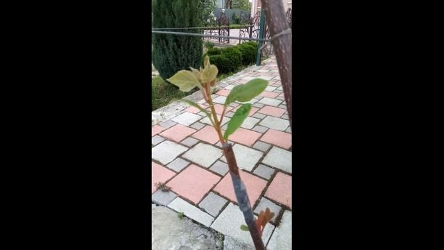 прививка киви от Киви-Ленд