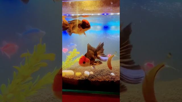 Telescope gold fish смотреть онлайн