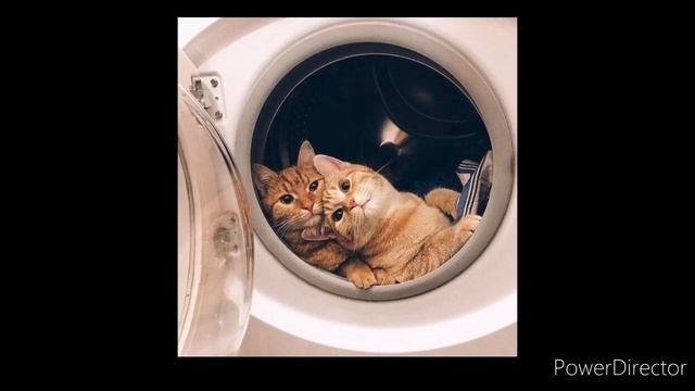 1 Марта. Зажигай, Всемирный День Кошек отмечай. смотреть онлайн