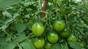 Обзор томатов Де барао и Любаша.