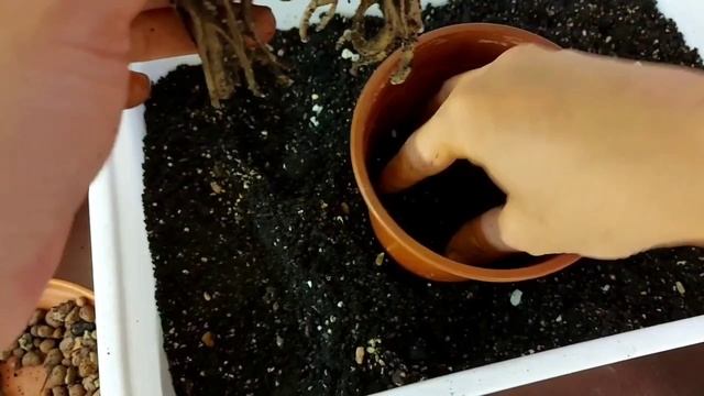 Замиокулькас, пересадка. Секреты посадки