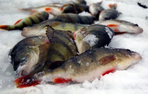 Окунь на мормышку.