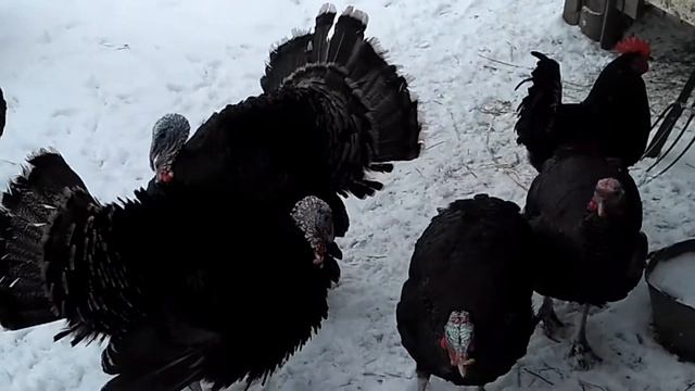 Отличие индюка от индюшки. смотреть онлайн