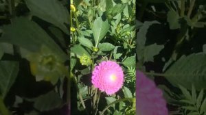 ГЕОРГИНЫ!уход и подкормка в период цветения!