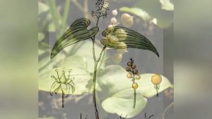 МАЙНИК  (MAJANTHEMUM)  сем. Ландышивые