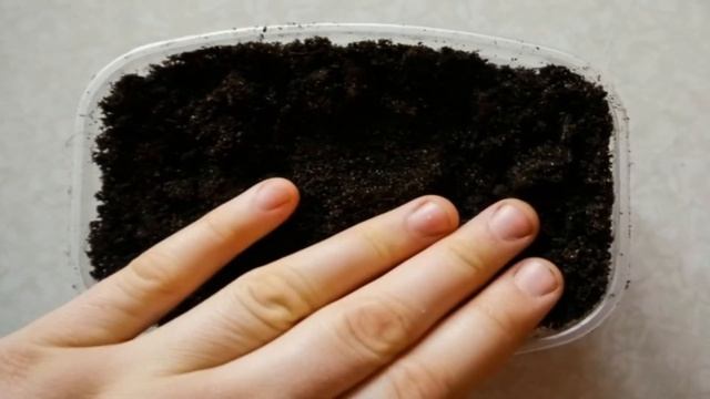 Как вырастить рассаду спаржи из семян