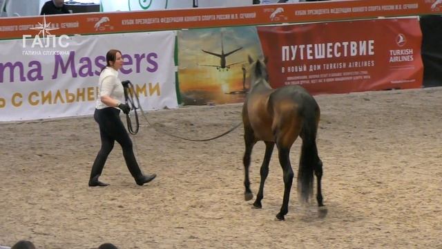 Ахалтекинские жеребцы один лучше другого! Три красавца коня! #лошади выставка #ИППОсфера 2019 смотреть онлайн