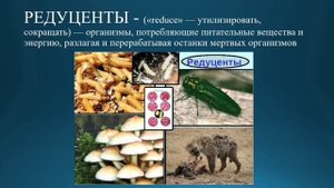 Естествознание 6 класс. Тема урока: Компоненты экосистемы