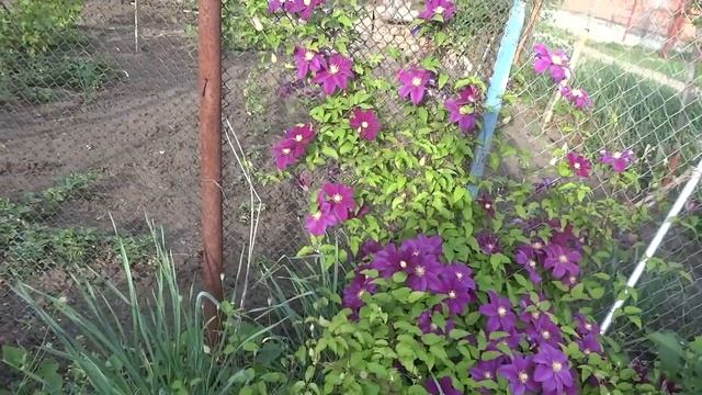 Клематисы. Цветение на моем участке смотреть онлайн