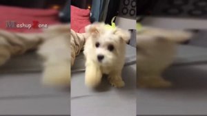 Топ Лай Щенят! Веселые Моменты Животных Дома!