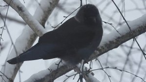 № 1884  20. 12.  2021  Галки и серая ворона на березе