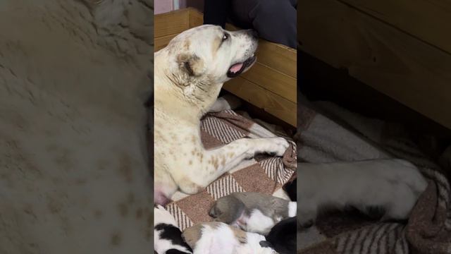 РАША И ЕЁ ПЕРЕКУРЫ смотреть онлайн