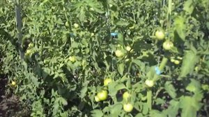 Томат лилос