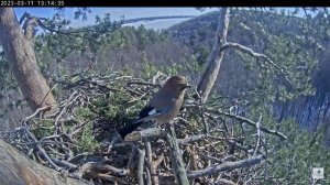 11.03.2023 13:12 Гости гнезда белохвостов. Красавица сойка (Garrulus glandarius)