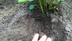 Колёса ежи опять выручают! The wheels of the hedgehogs help out again!