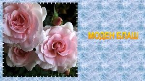 САМЫЕ МОРОЗОУСТОЙЧИВЫЕ КАНАДСКИЕ РОЗЫ