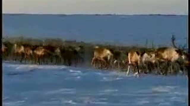 Удивительное путешествие в тундру