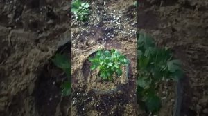 высаживаем хризантемы мультифлора в грунт.секреты посадки! лучший способ выращивания
