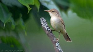 Голоса птиц как поёт Камышовка болотная Acrocephalus palustris