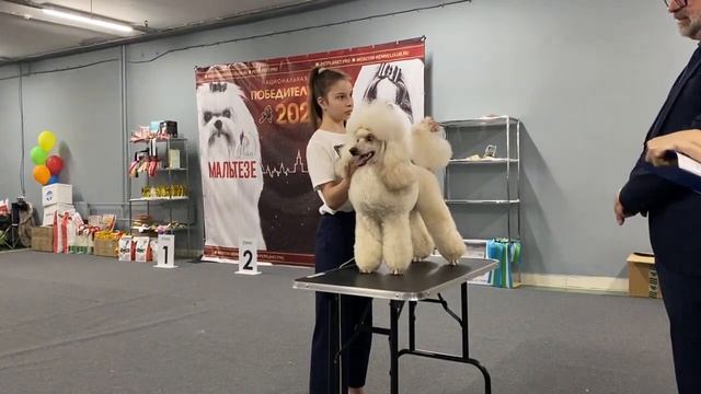 Моно Пудель, 02 апреля 23, Москва, судья Zeljko Gajic, часть 2 смотреть онлайн