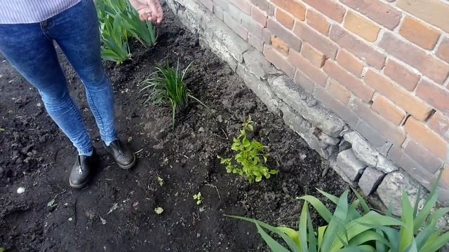 VLOG № 54 Как прижился мой цветник в деревне смотреть онлайн