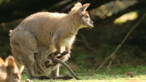 Klokan rudokrký (Macropus rufogriseus)