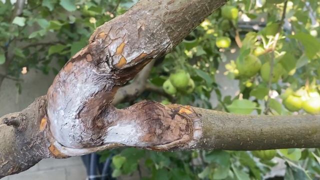 Лечим черный рак плодовых! РЕЗУЛЬТАТ через 3 месяца смотреть онлайн