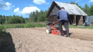 Посев сидератов. Лечим почву после картофеля.