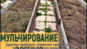 Высадка рассады огурцов в открытый грунт