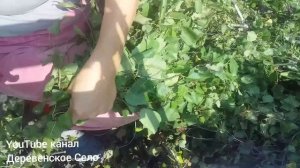 как сделать веники для коз/секретный узелок/берёзовые веники./#ДеревенскоеСело