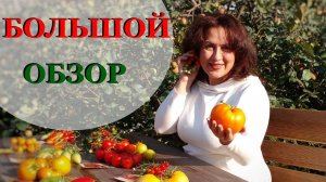 Мой большой обзор томатов. Разбираемся, какие томаты самые вкусные