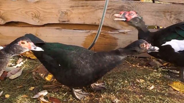 ЧЁРНЫЙ. Окрасы индоуток: часть 3. Окрасы мускусных уток: чёрно-изумрудный. смотреть онлайн