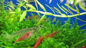 Креветки Амано и Вишни (Caridina multidentata and Neocaridina heteropoda)