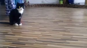 Загон для хомячка😍👍